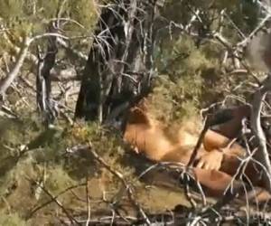 perhaps afraid to have to do in this gay trio is movieing the peeping the gay handjob of a slightly too large distance. amateur , peeping, movieing gay handjob